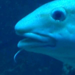 Meet your Posher, Ti